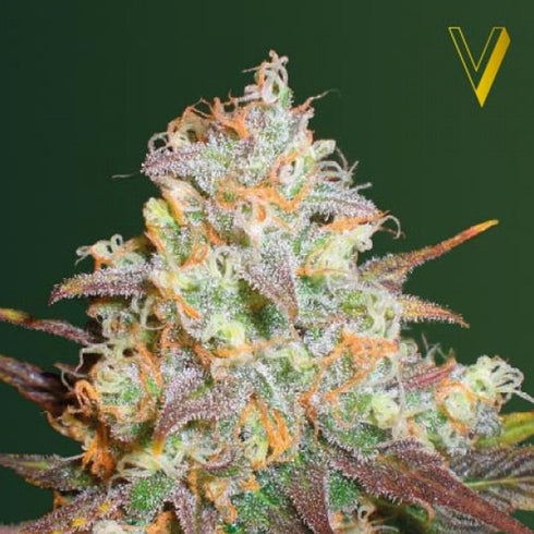 Victory Seeds - Chocodope